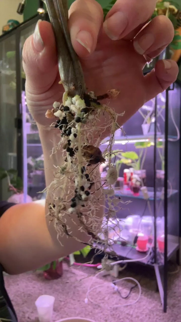 plant/nobilis corm-1