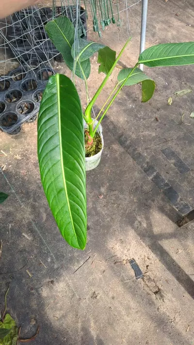 plant/Philodendron heterocraspedon R11-0-thumbnail