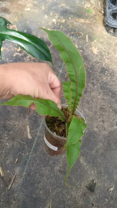 plant/Elaphoglossum setigerum J8-0-thumbnail