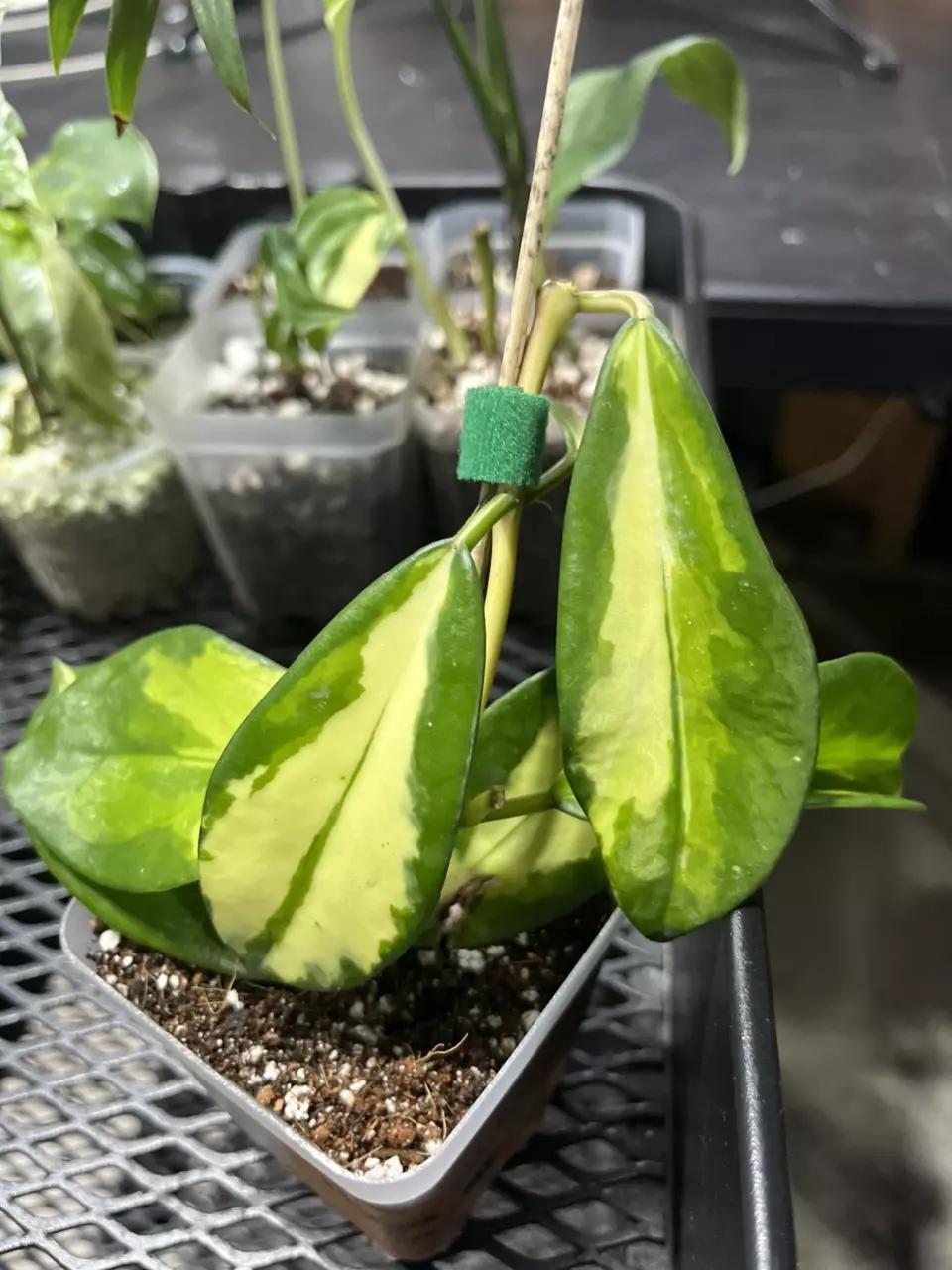 plant/hoya diversifolia maharani albo-0