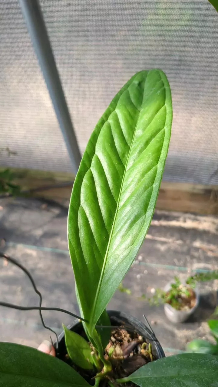 plant/Anthurium decurrens Q88-0