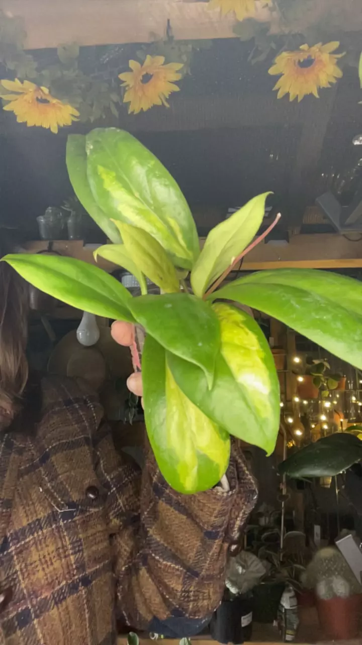 plant/Incrassata moon shadow-0