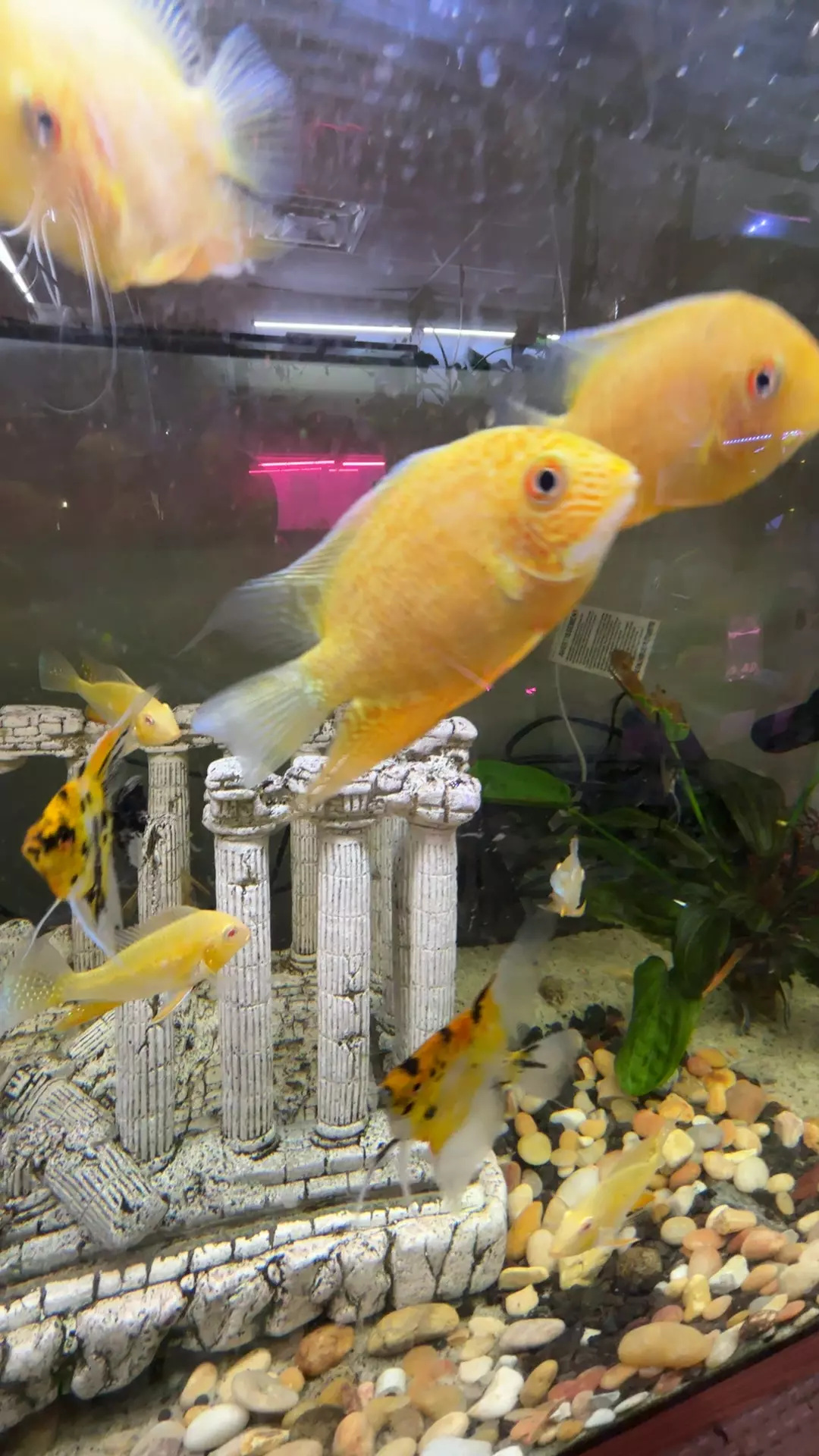 plant/Red Spot severum EXTRA HEAT REQUIRED-0