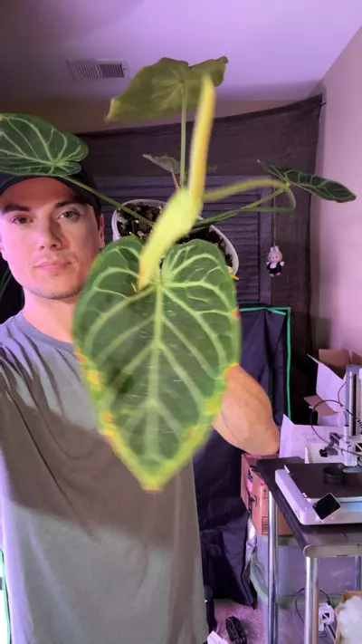 plant/big veiny-0-thumbnail