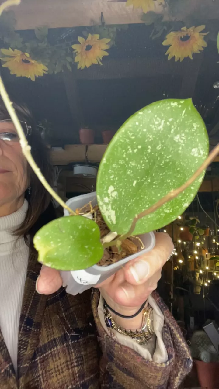 plant/RHM (Ric Horner Monofilament)-0