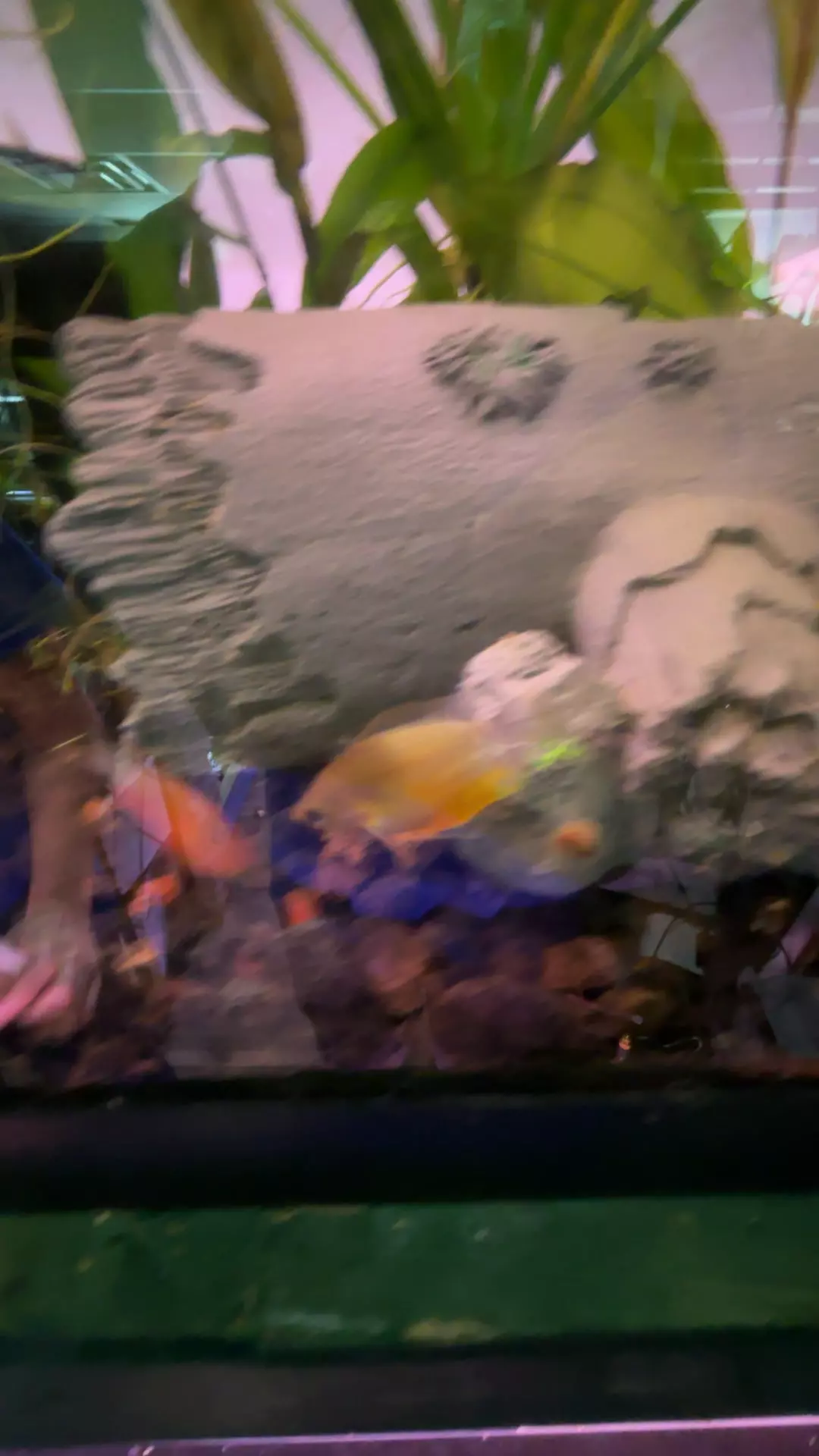 plant/J2 Thicklip sunset gourami pair-0