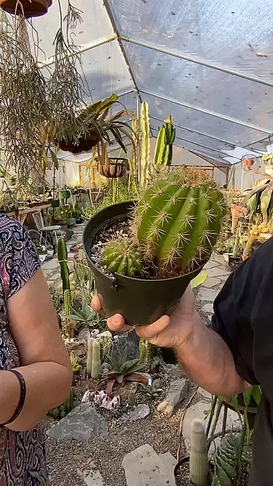 plant/Echinopsis Goddess 6”-0