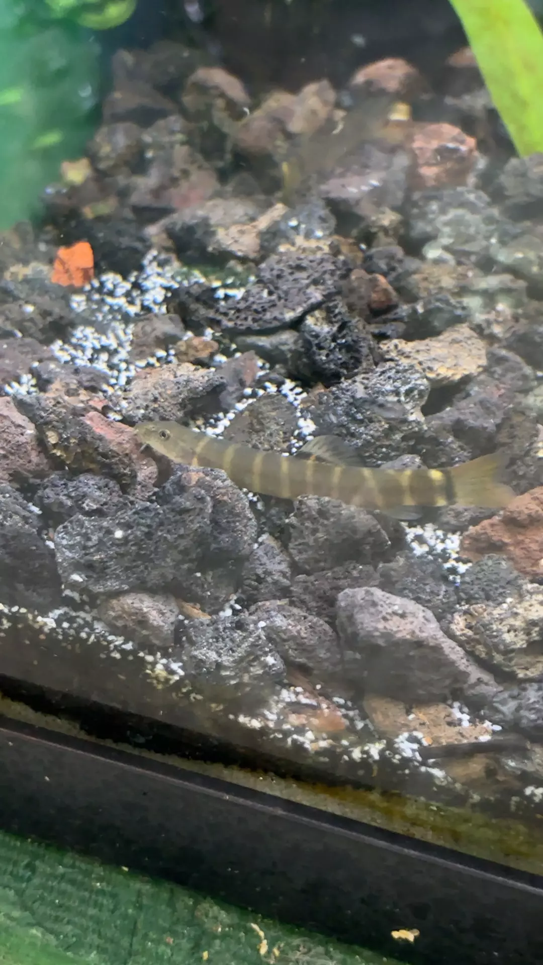 plant/L12 Zebra red tail loach-0
