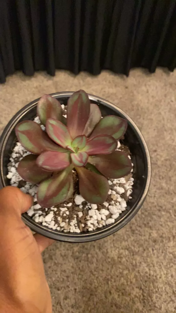 plant/Echeveria nodulosa-0