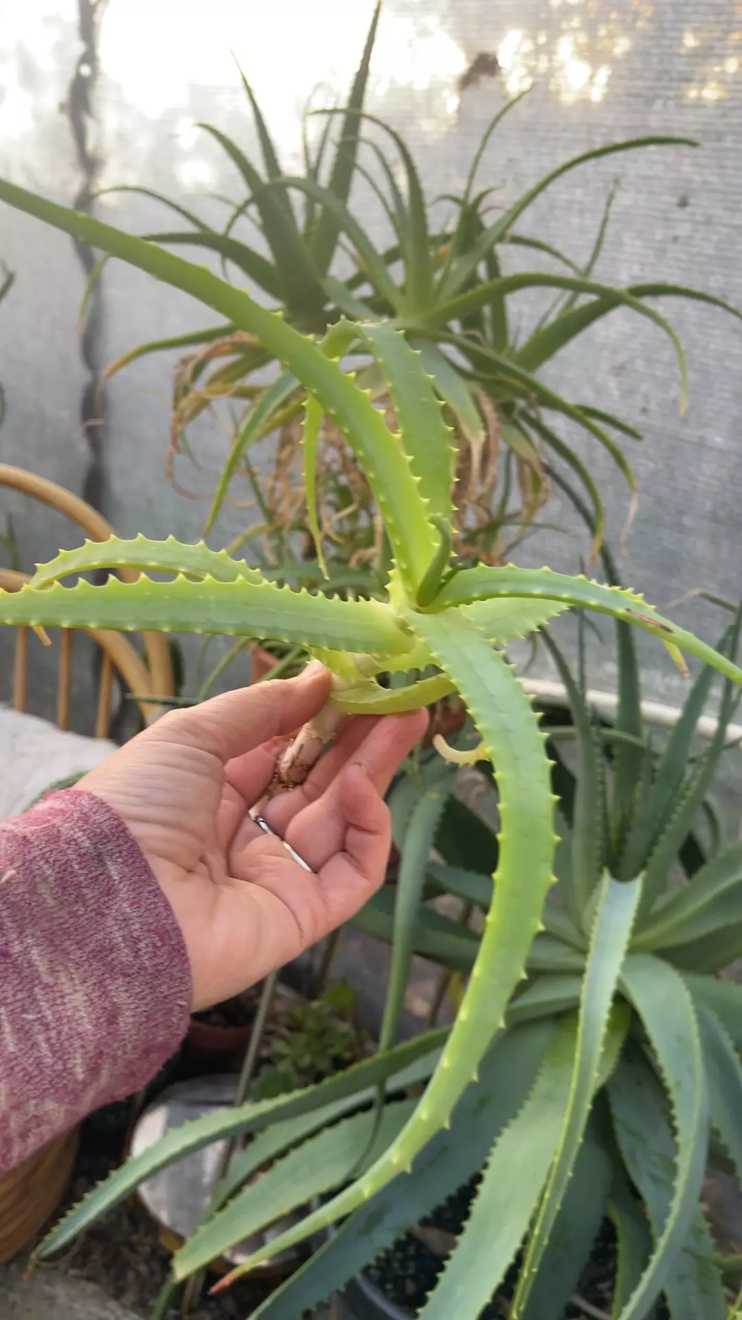 plant/Candelabra Aloe cutting-0