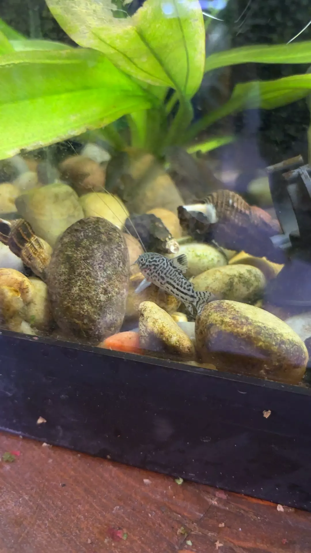 plant/O5 Julie Cory-0