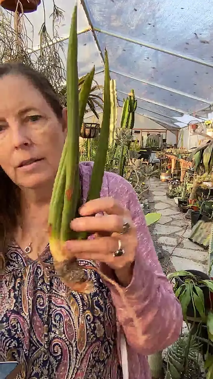 plant/Sansevieria African Spear 6”-0