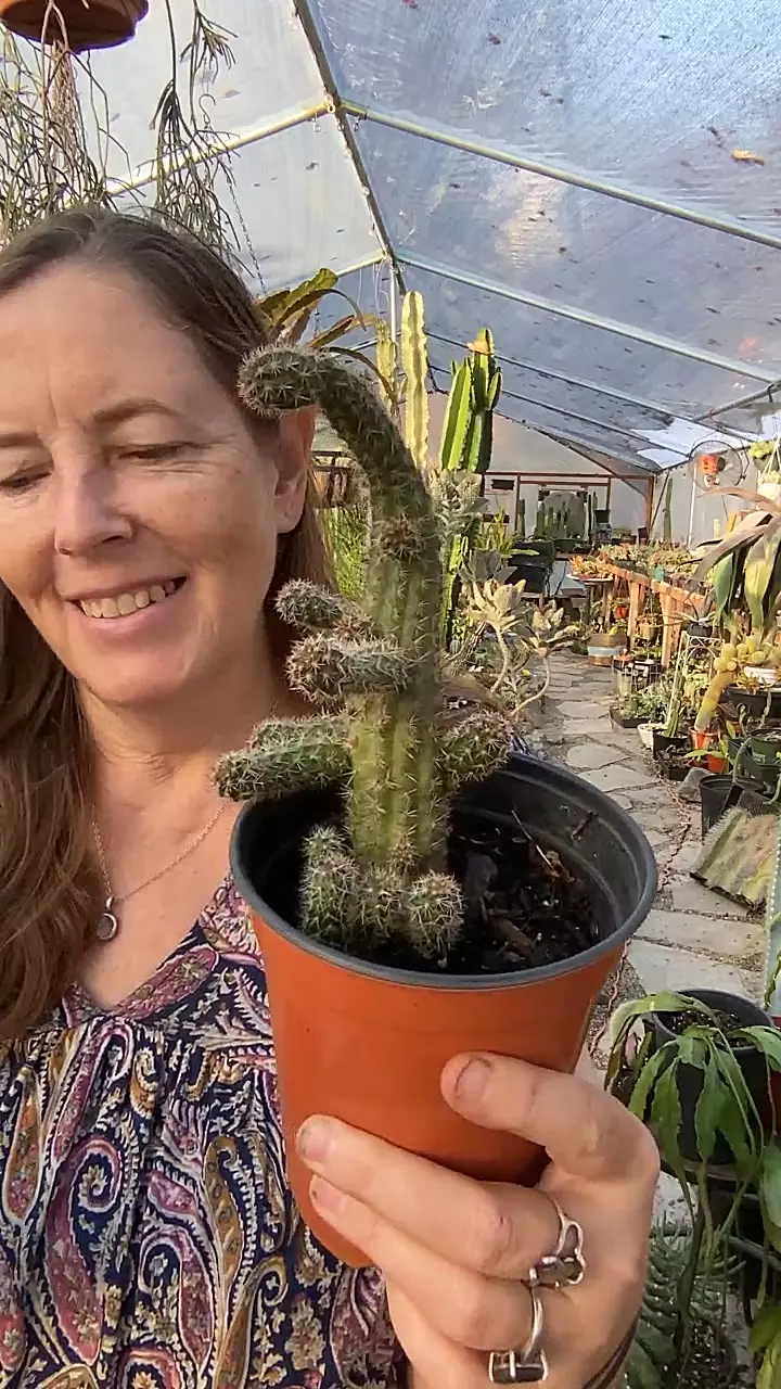 plant/Rose Quartz Pranut Cactus 5”-0