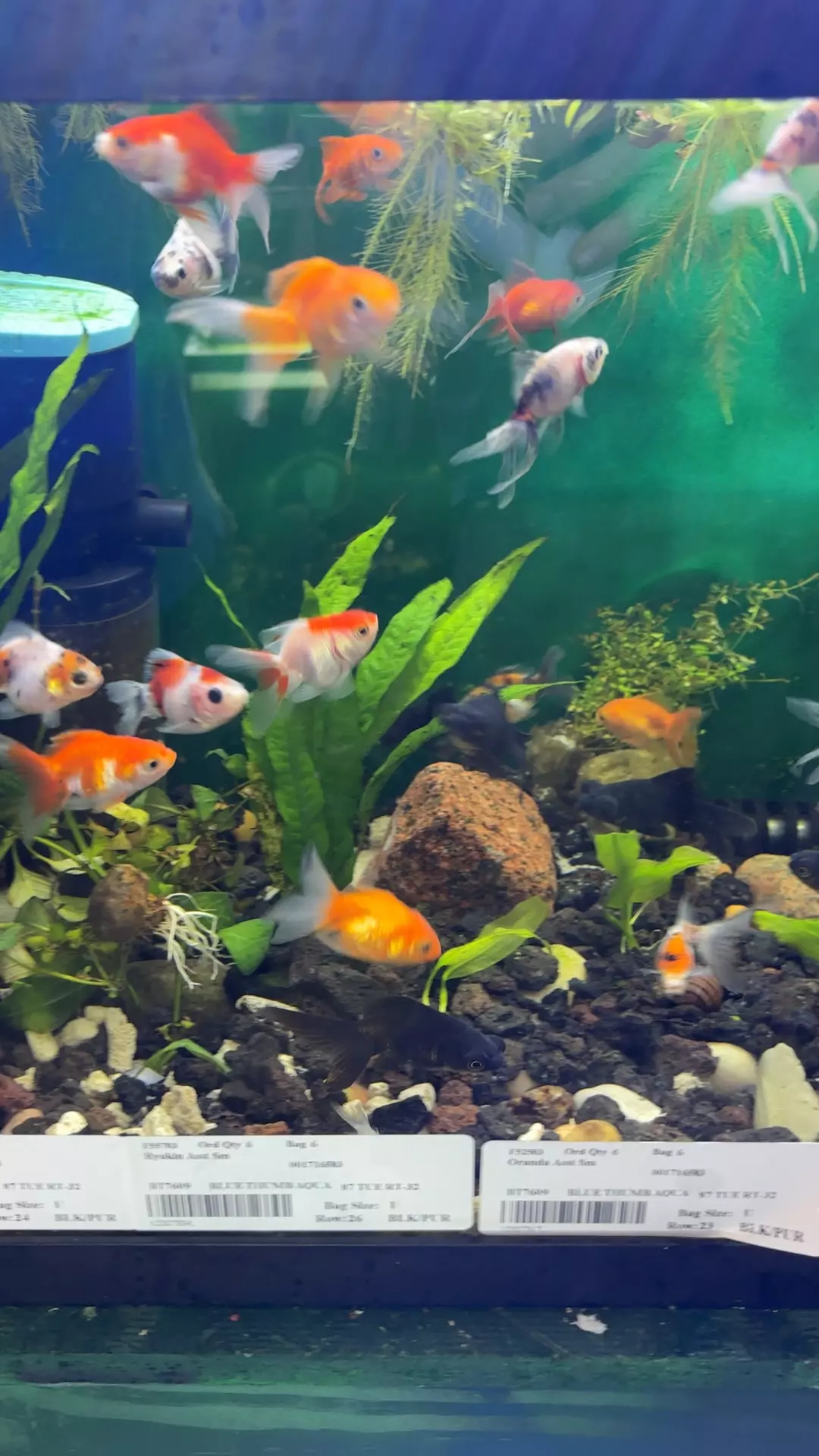 plant/L8 Asst small Goldfish-0