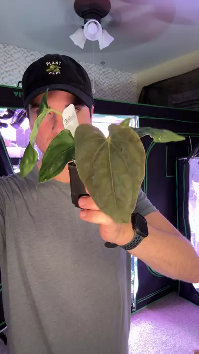 plant/JV f1 dress x sp Nov df-0-thumbnail