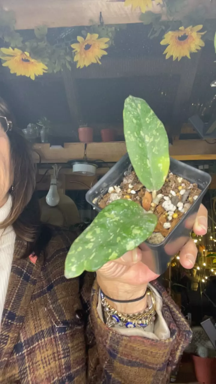 plant/Hoya sp. Aceh Air Suri-0