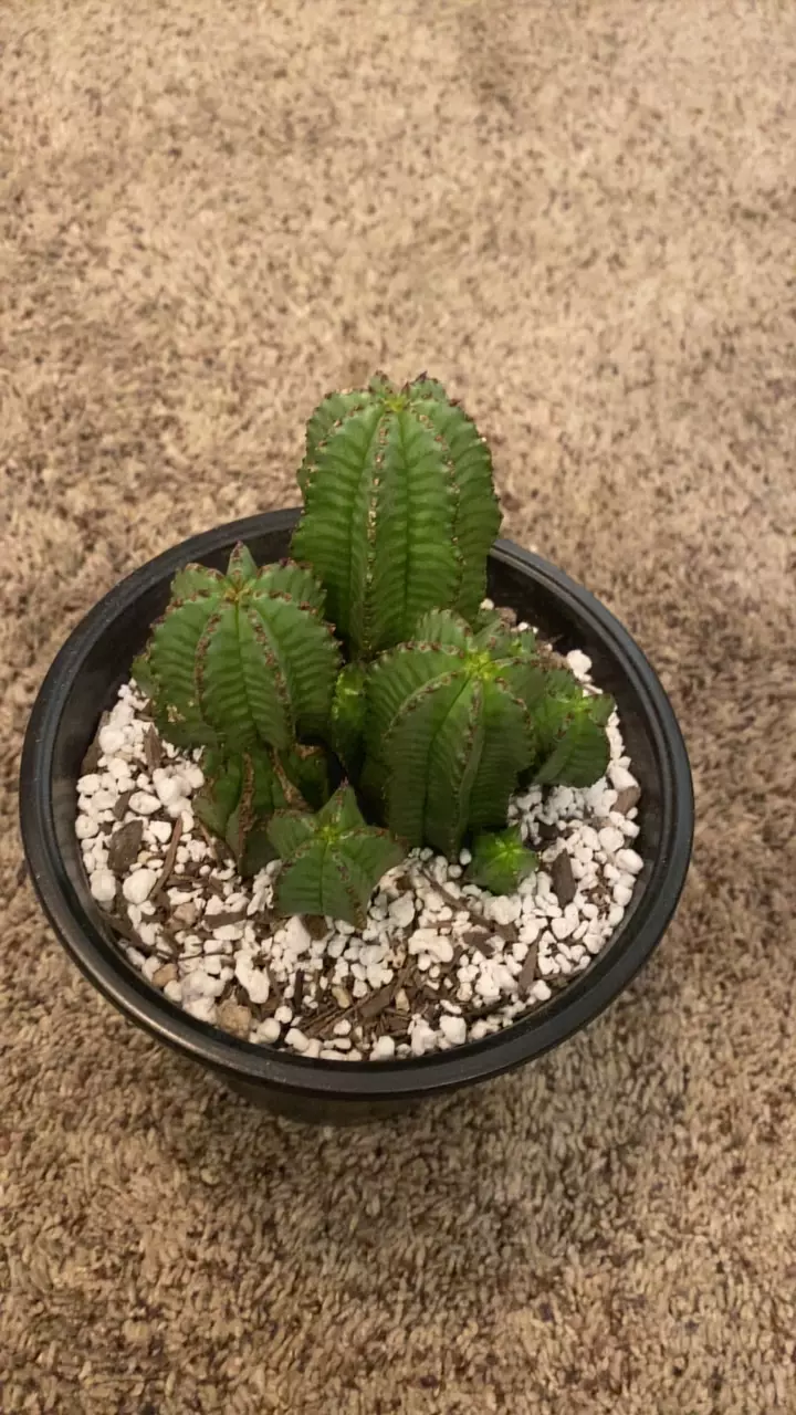 plant/Euphorbia-0