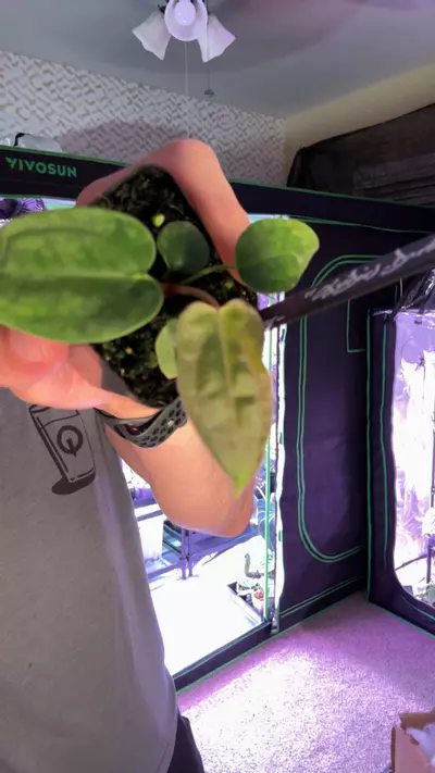 plant/0021 obsidius x dark knight-0-thumbnail