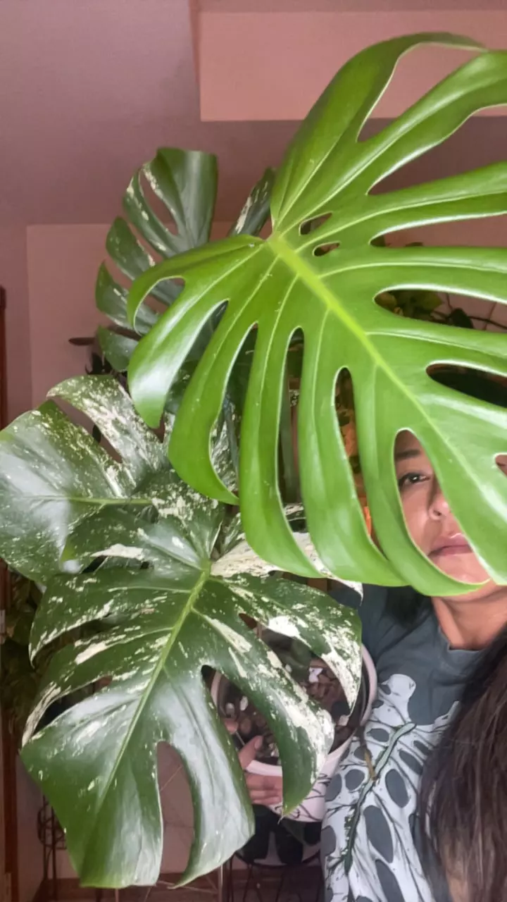 plant/Splash mint monstera-0