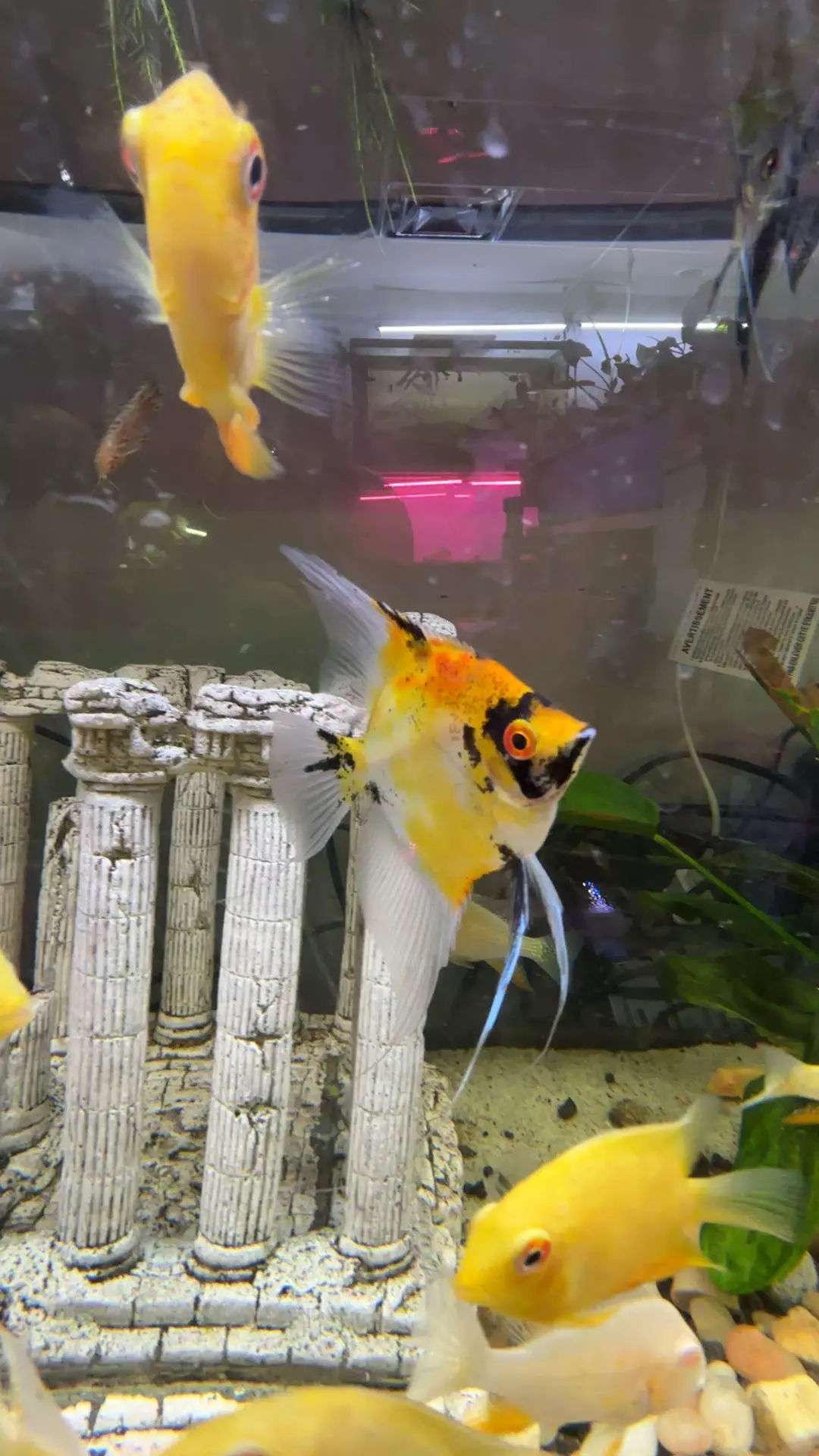 plant/I2 red devil angel EXTRA HEAT REQUIRED-0