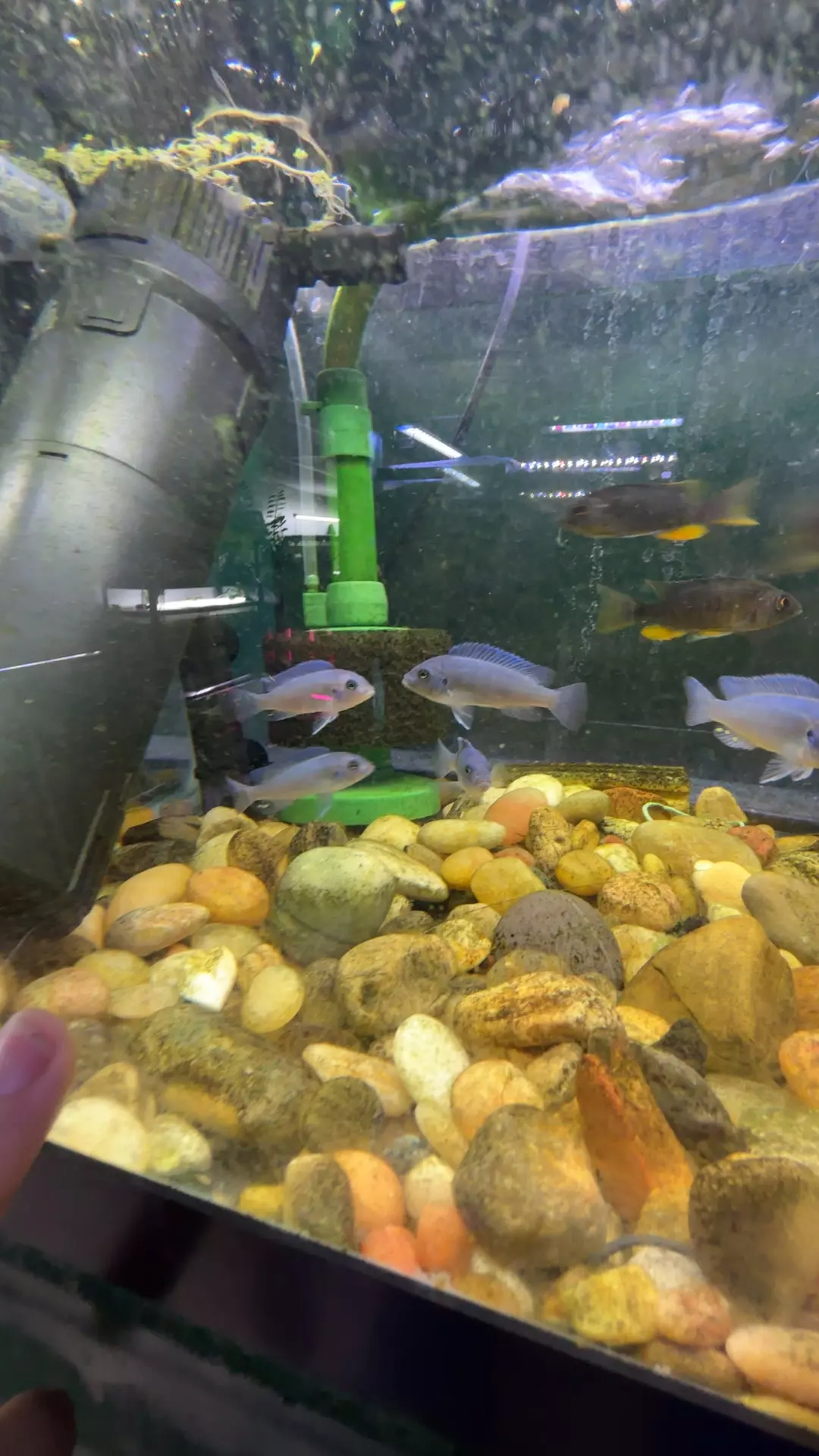 plant/cobalt zebra cichlid-0