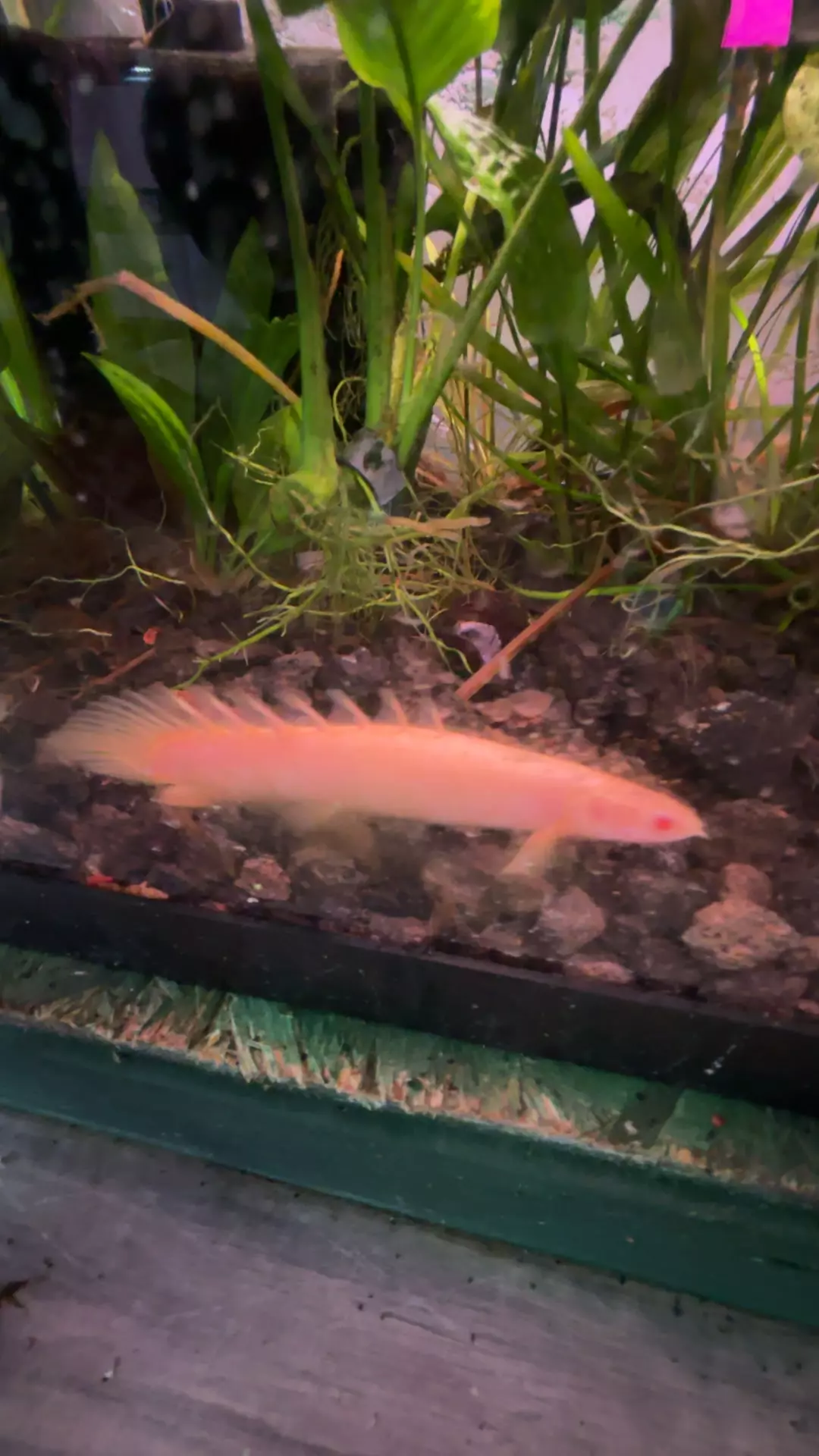 plant/J5 Albino Bicher 5-6” EXTRA HEAT REQUIRED-0