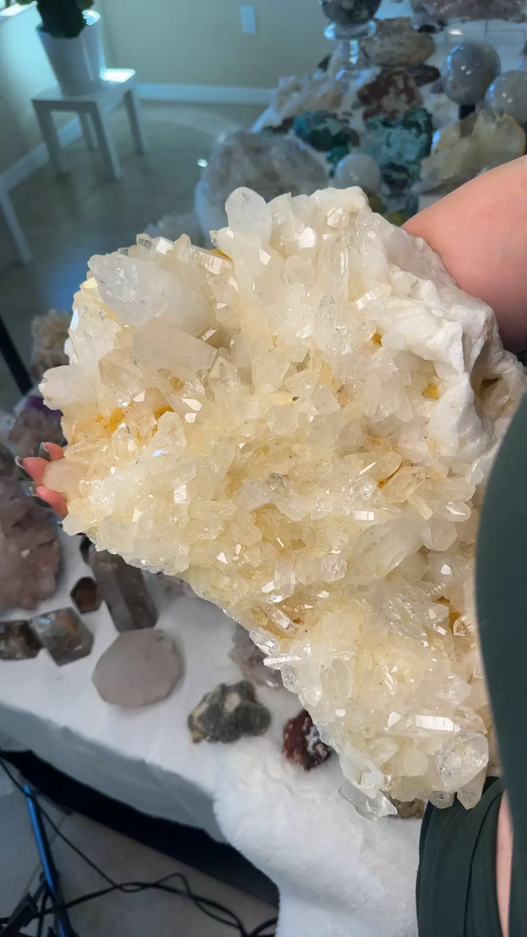 plant/Columbian Lemurian 1400-0