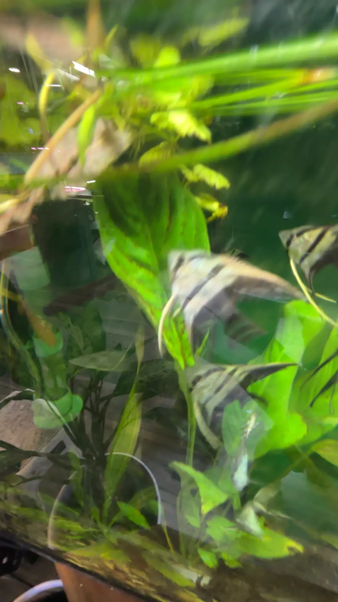 plant/O5 halfblack angel 1” EXTRA HEAT PACK REQUIRED-0