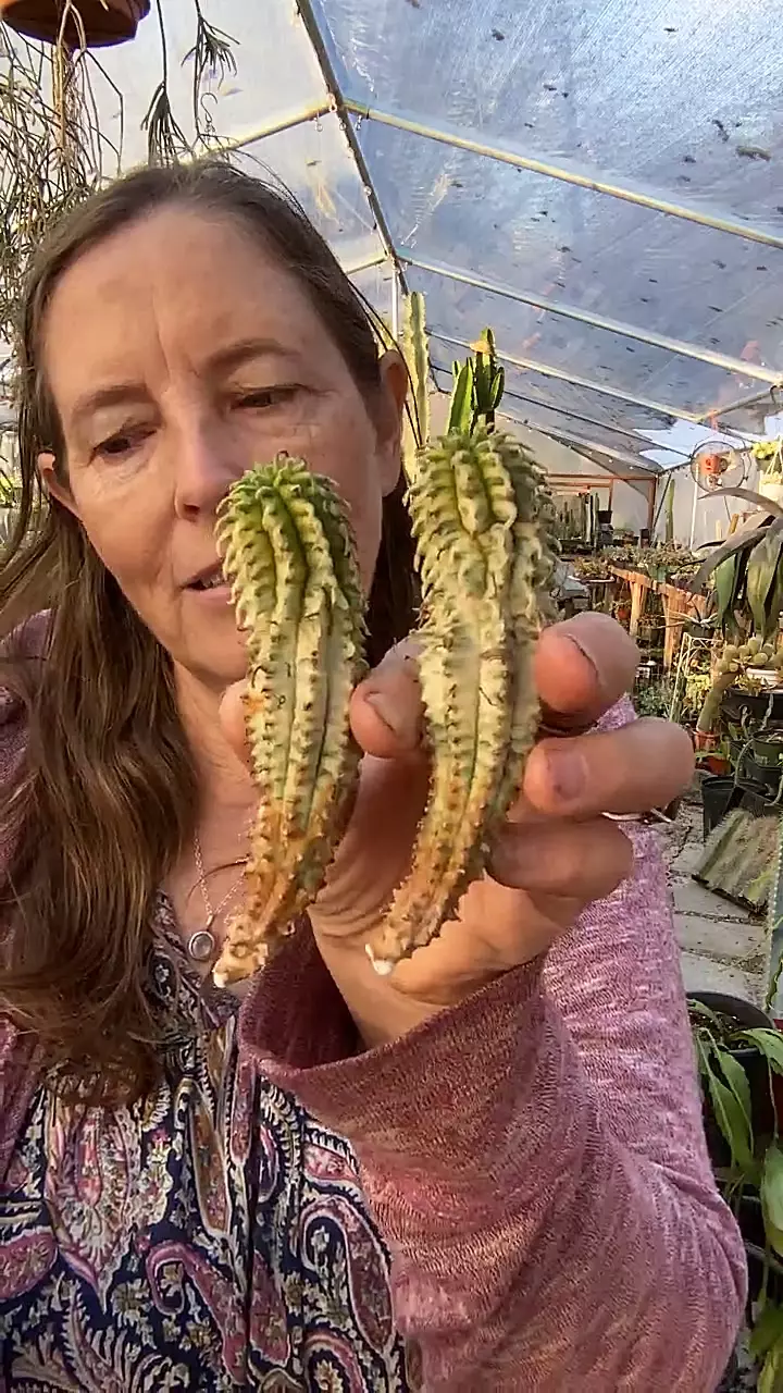 plant/Euphorbia Yellow Corncob cutting-0
