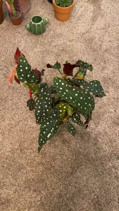 plant/Begonia Polka Dot-Large-0-thumbnail