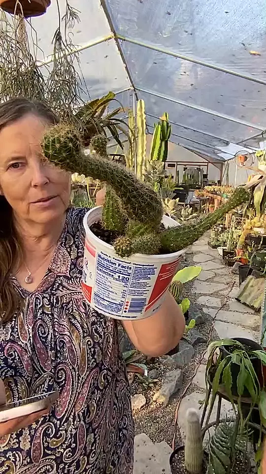 plant/Holden Torch Wonky 6”-0