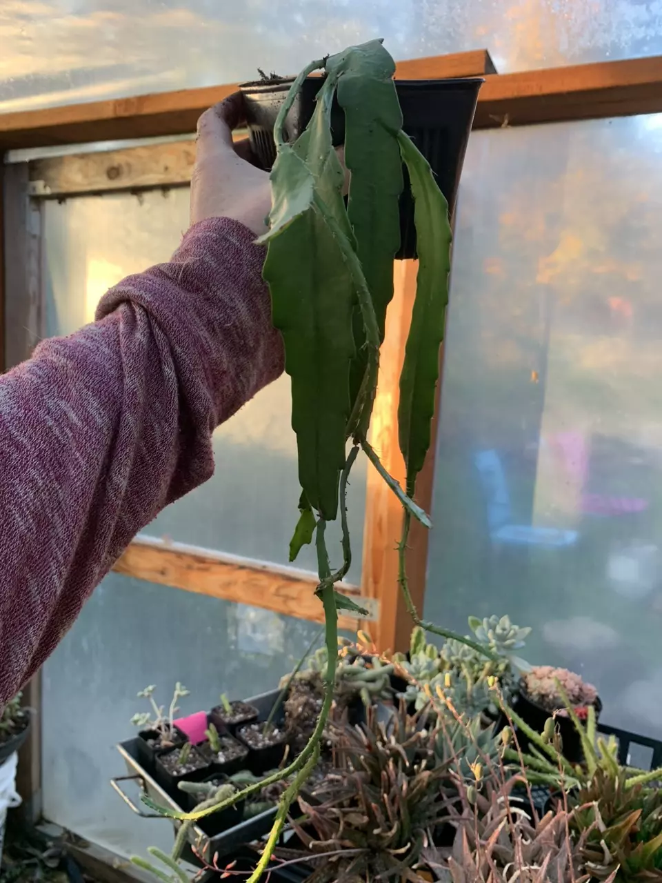 plant/Red Orchid Cactus 5”-0