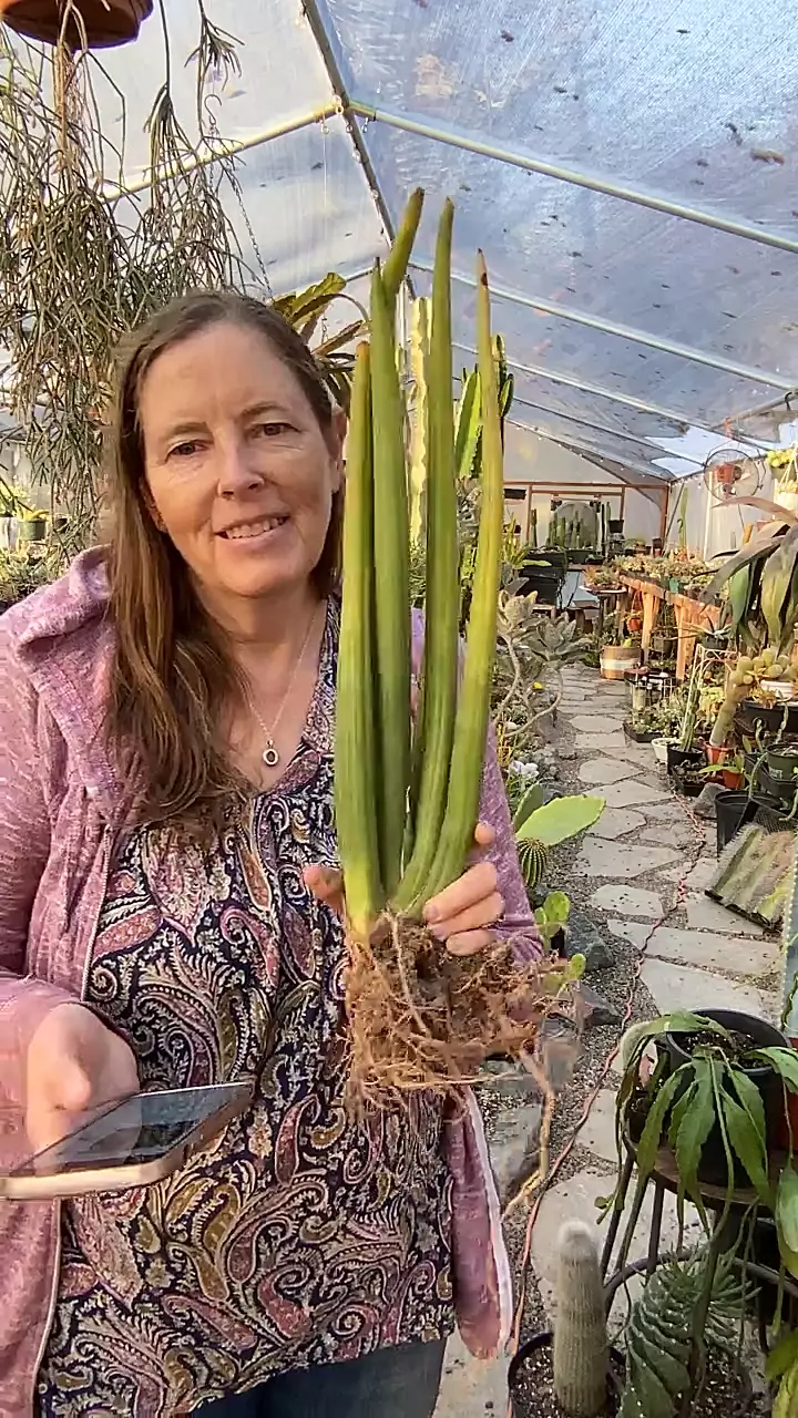 plant/Sansevieria African Spear 3 gallon-0
