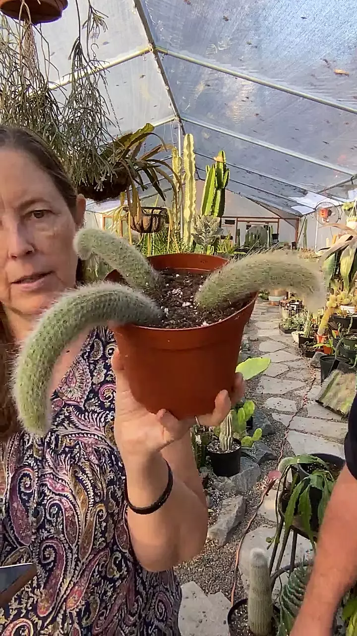 plant/Monkey Tail 6” pot-0