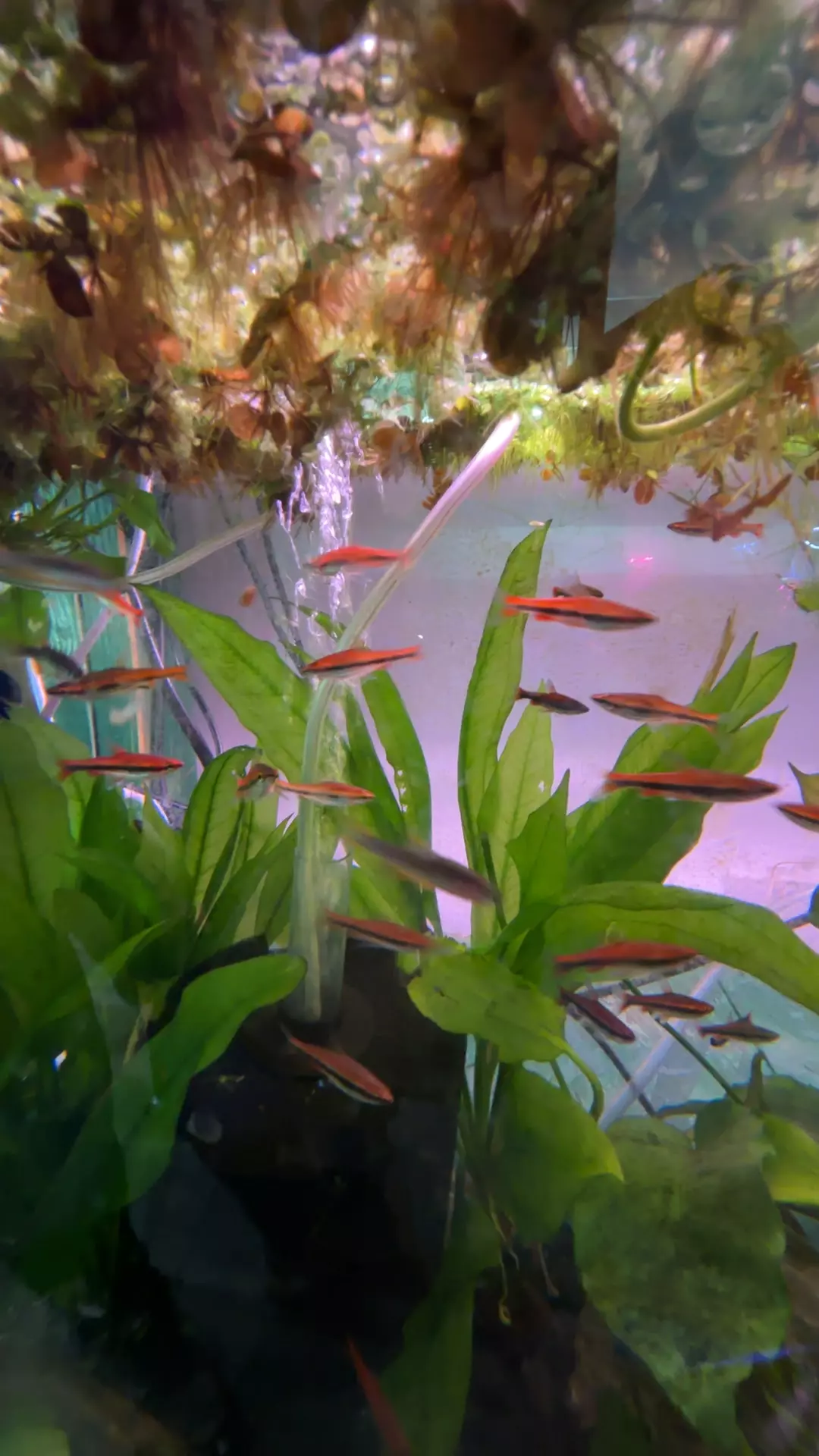 plant/J3 red pencil tetra x3-0