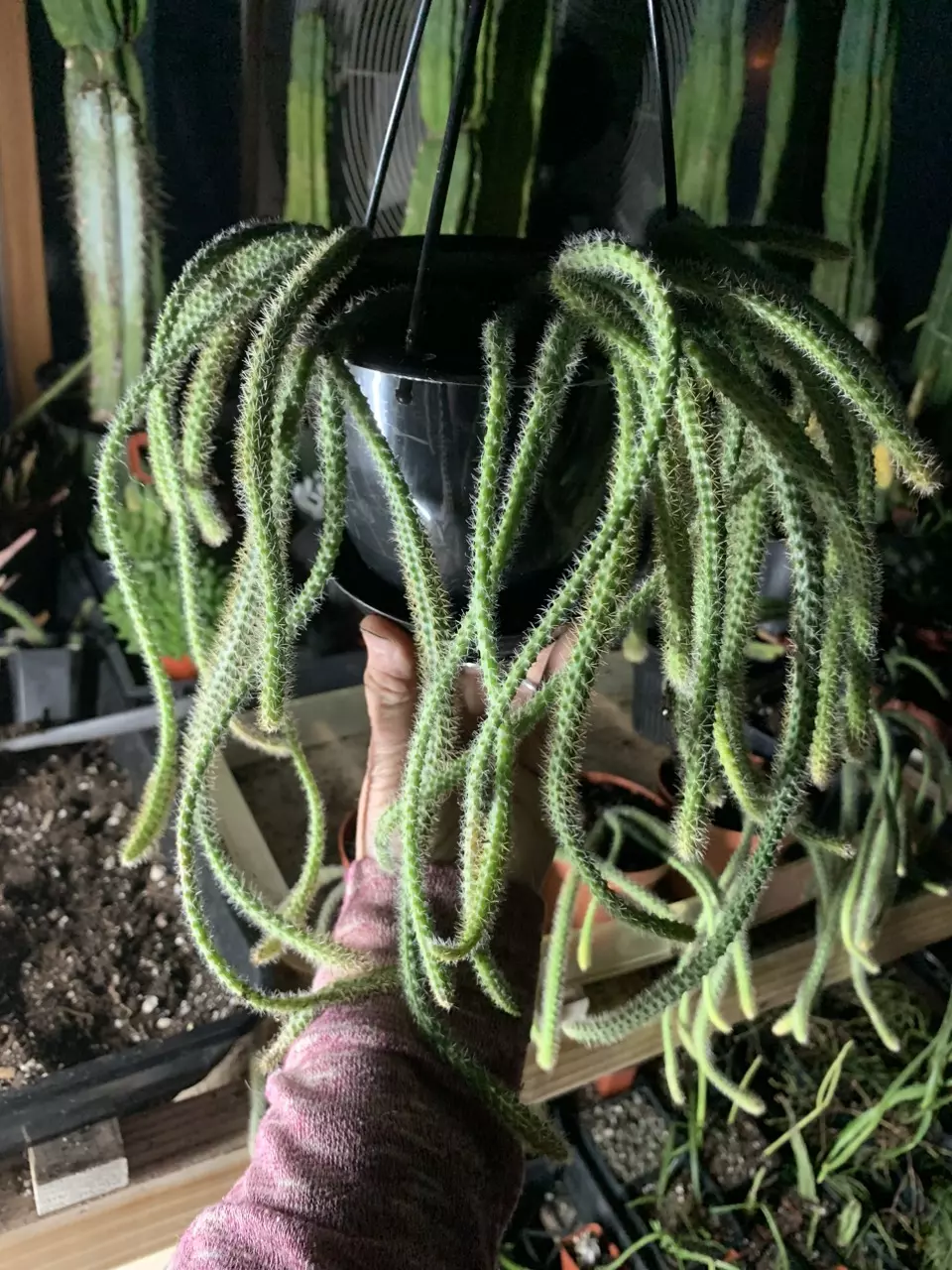 plant/Rat Tail Aporophyllum Cactus 4.5” Huge-0