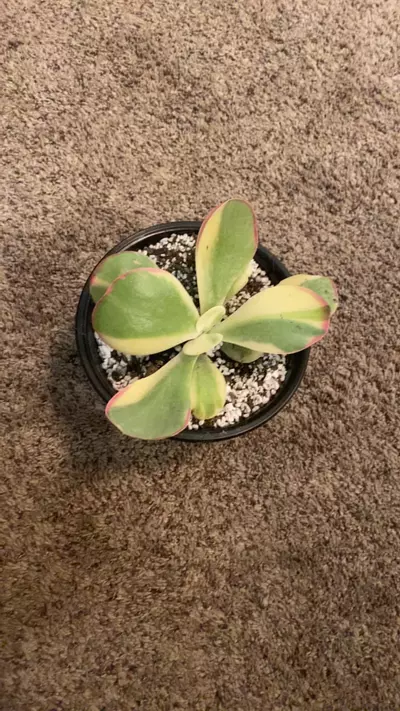 plant/Kalanchoe Luciae Fantastic-Var-0-thumbnail