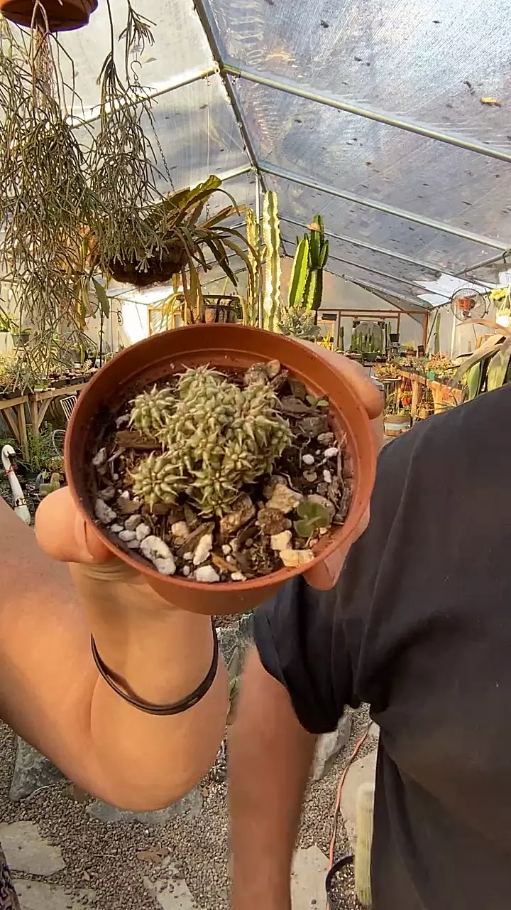 plant/Euphorbia Sepulta 2.75” pot-0