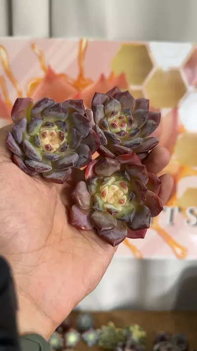 plant/Echeveria ‘Pumpkin’-0-thumbnail