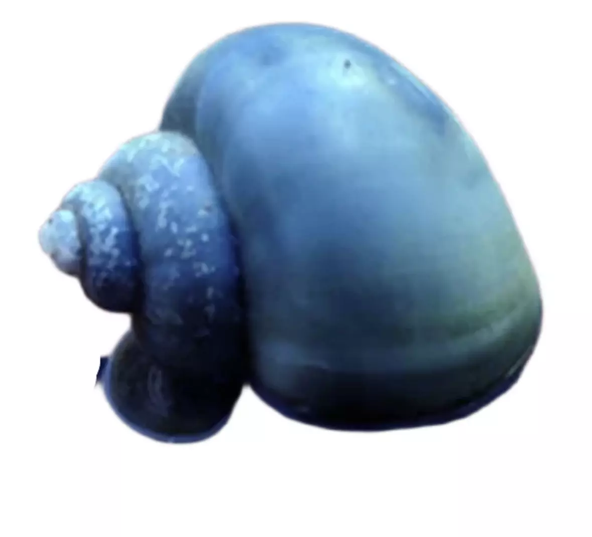 plant/Jumbo Blue Mystery Snail-0
