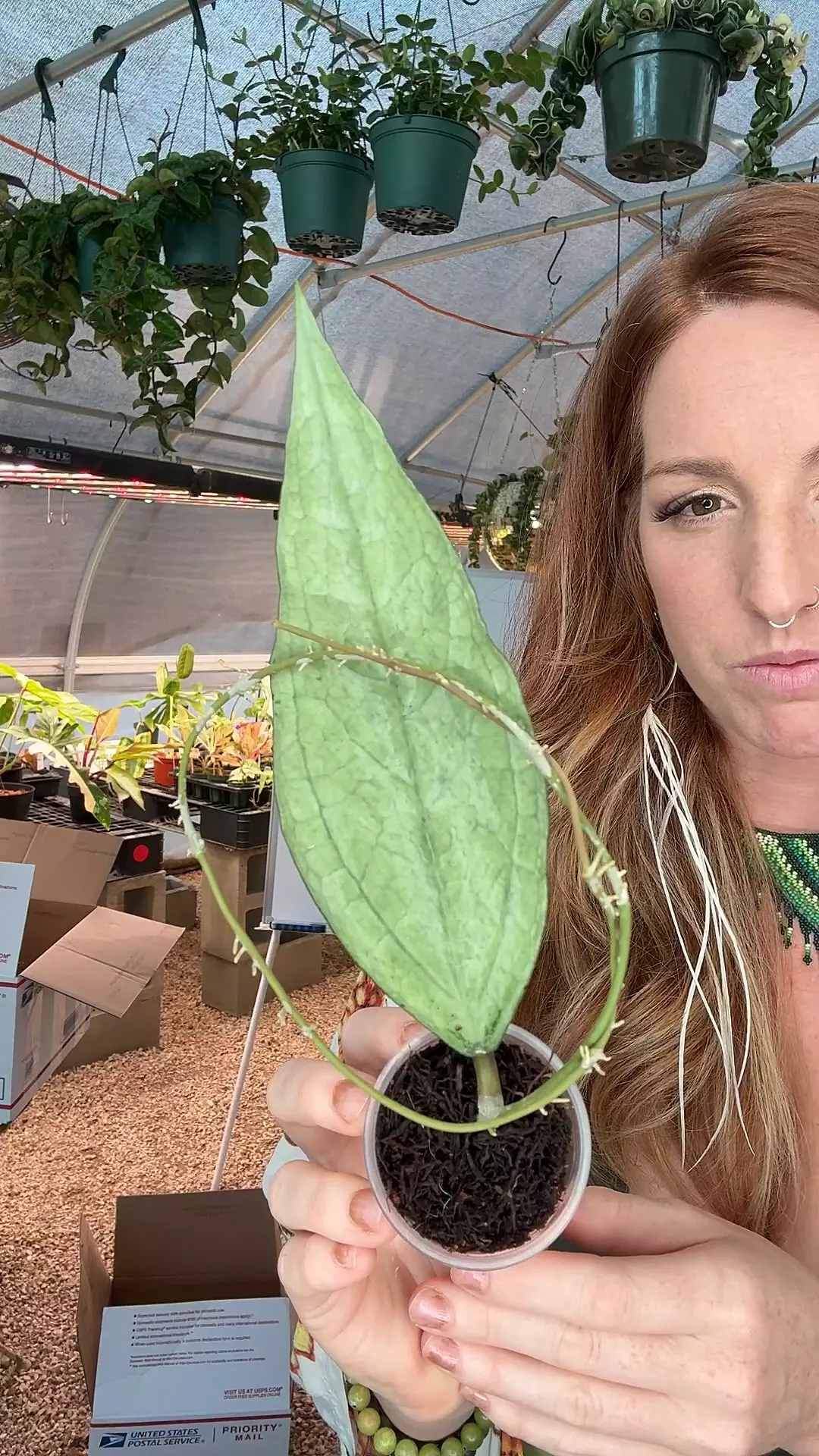 plant/PL8315: Hoya Germany Silver-0