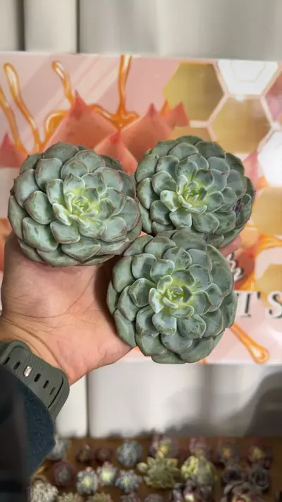 plant/Echeveria ‘Fantasy Wonder’-0-thumbnail