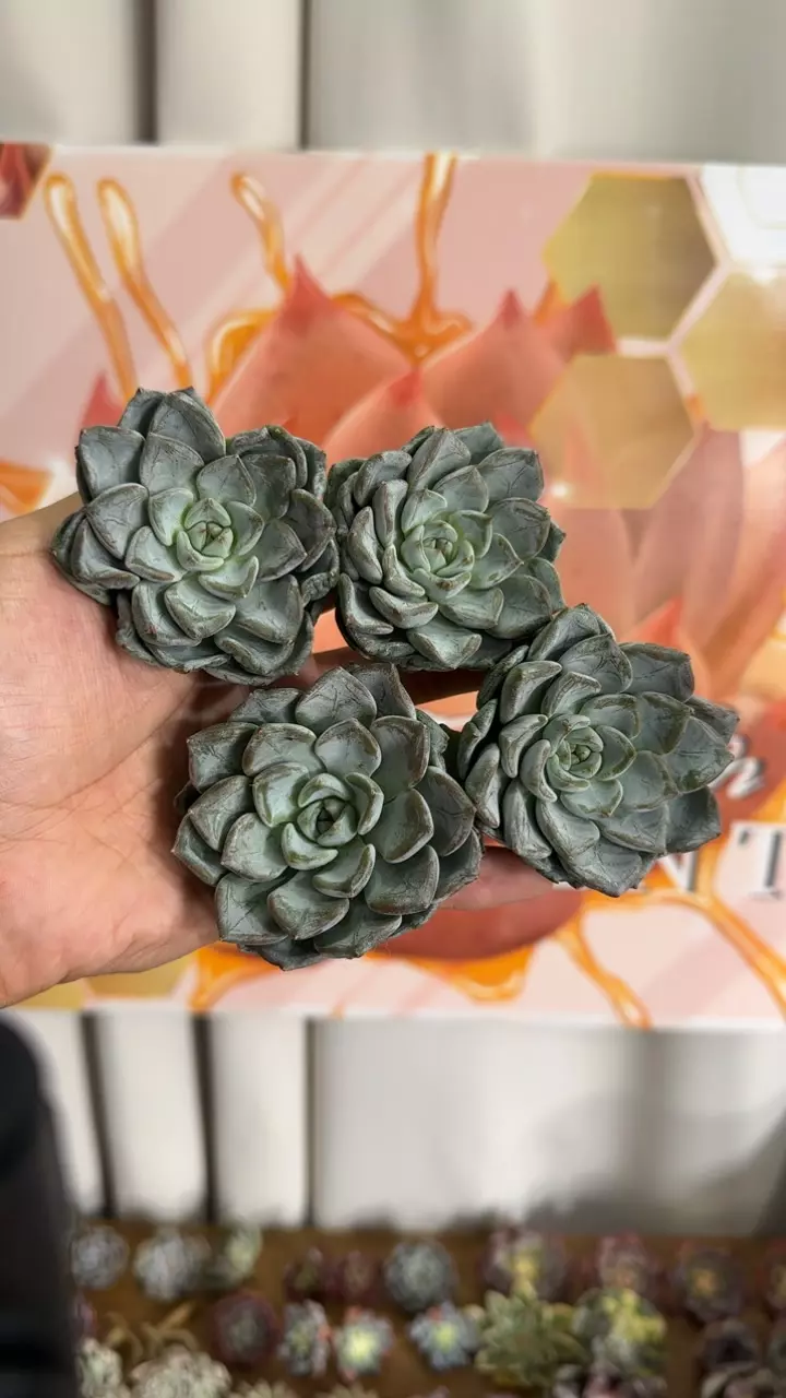 plant/Echeveria ‘Blue Wedding’-0