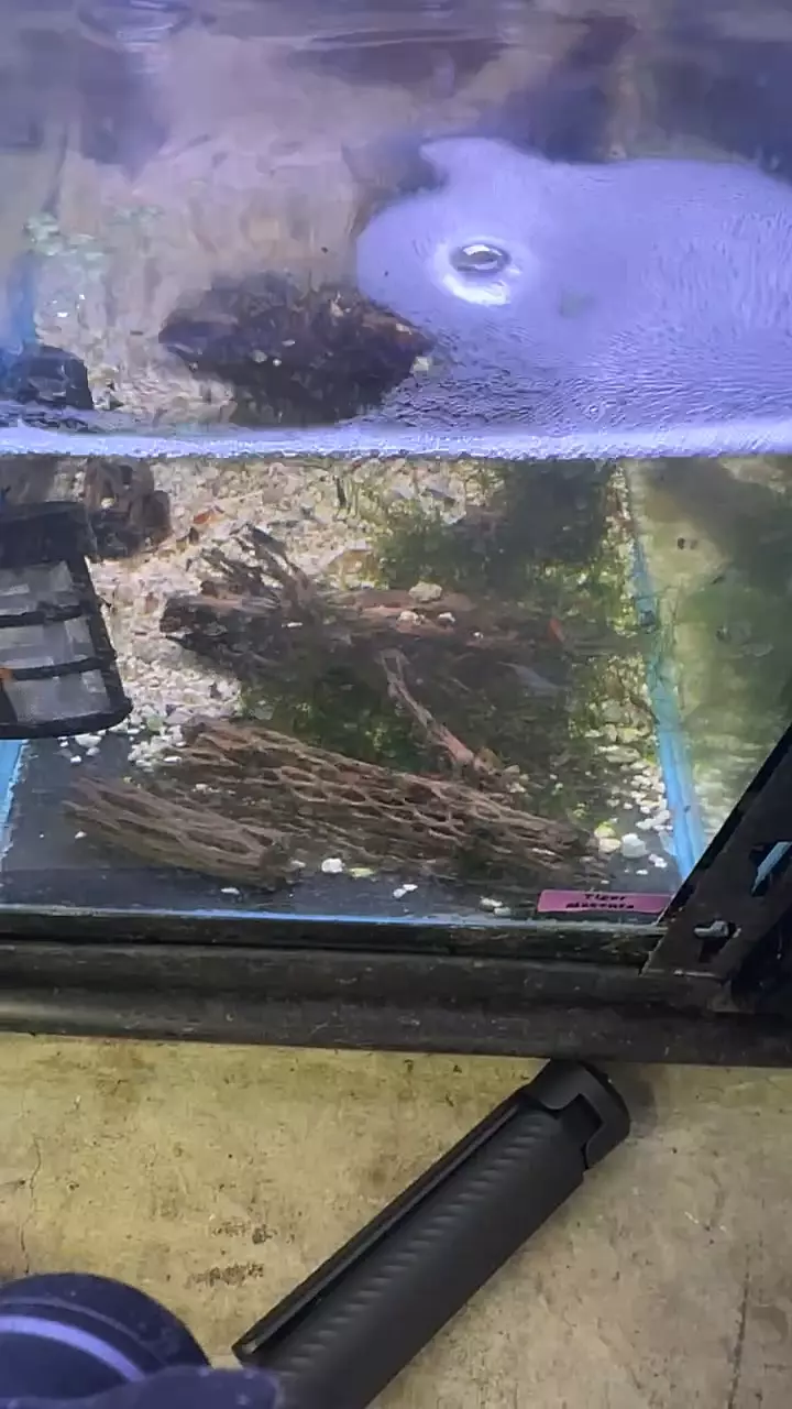 plant/Cull Neo Shrimp 15 Pack-0