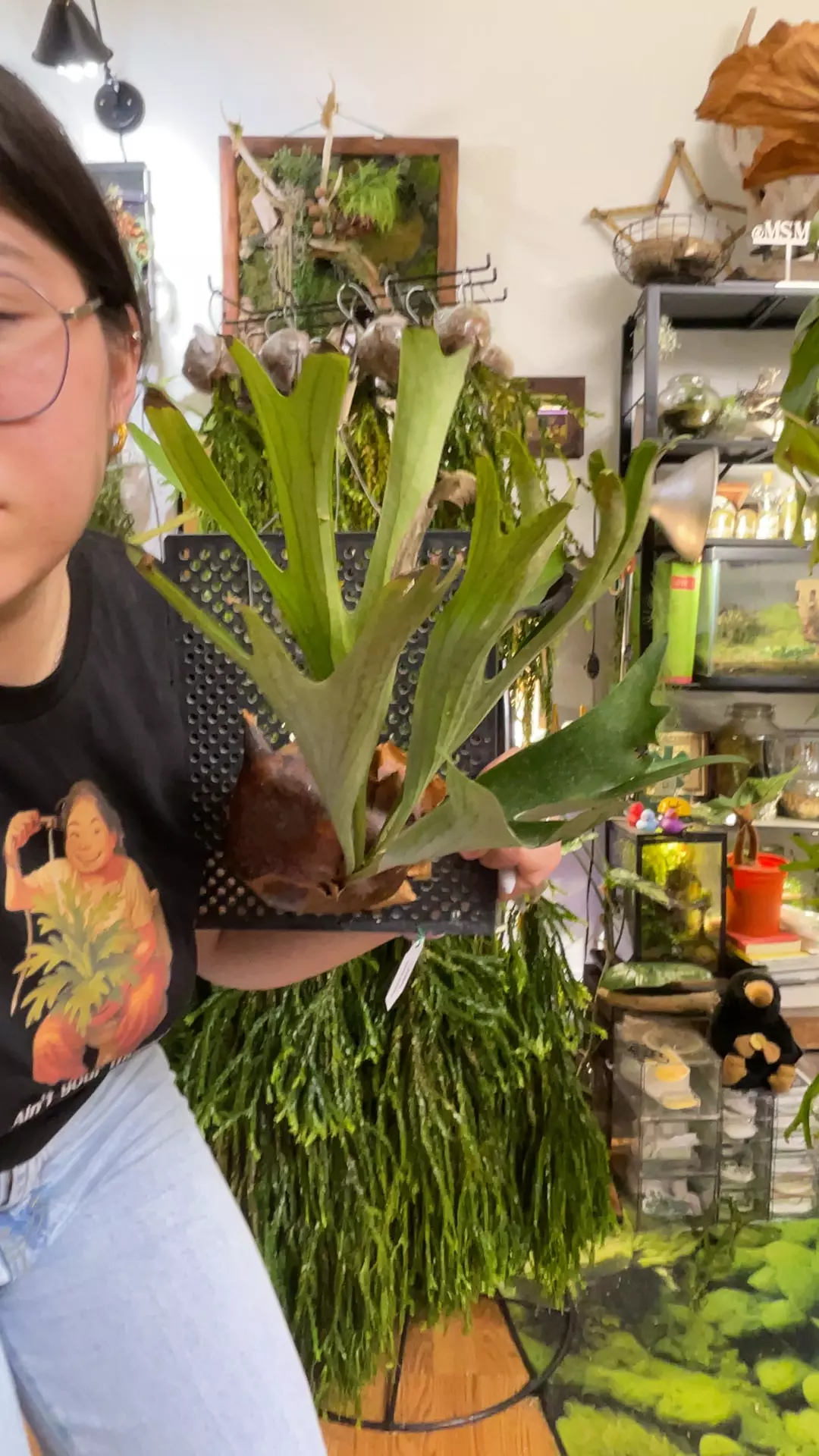 plant/Platycerium Alcicorne Madagascar large mounted-0