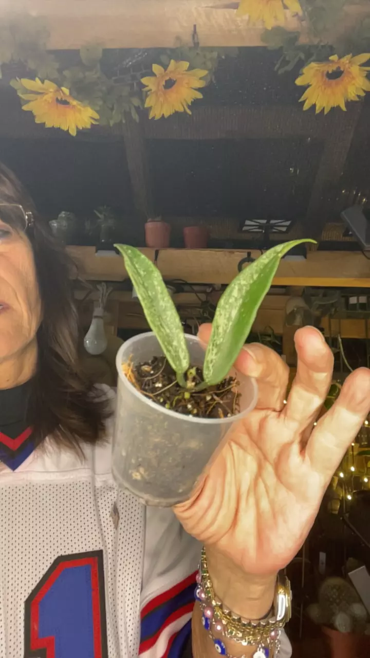 plant/Minibell splash-0