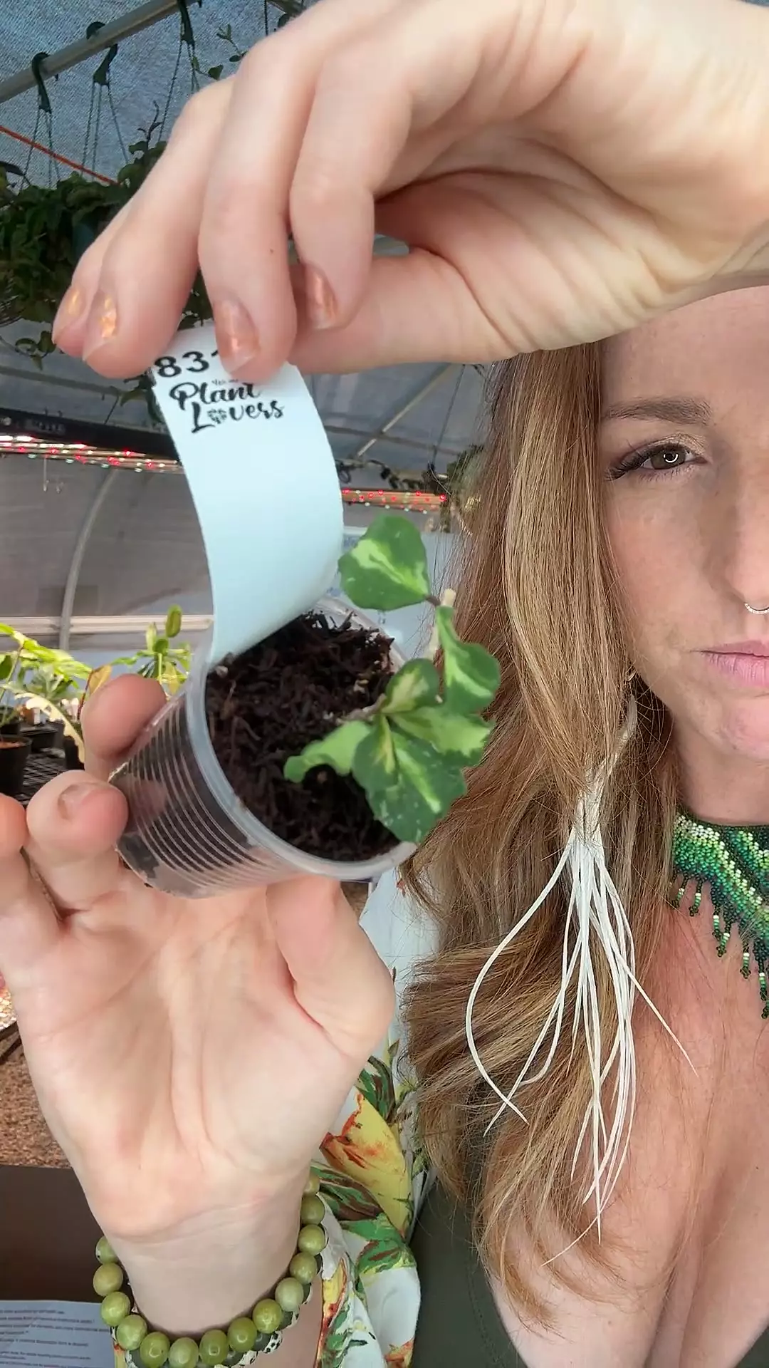 plant/PL8314: Kanyakumariana Inner Var-0