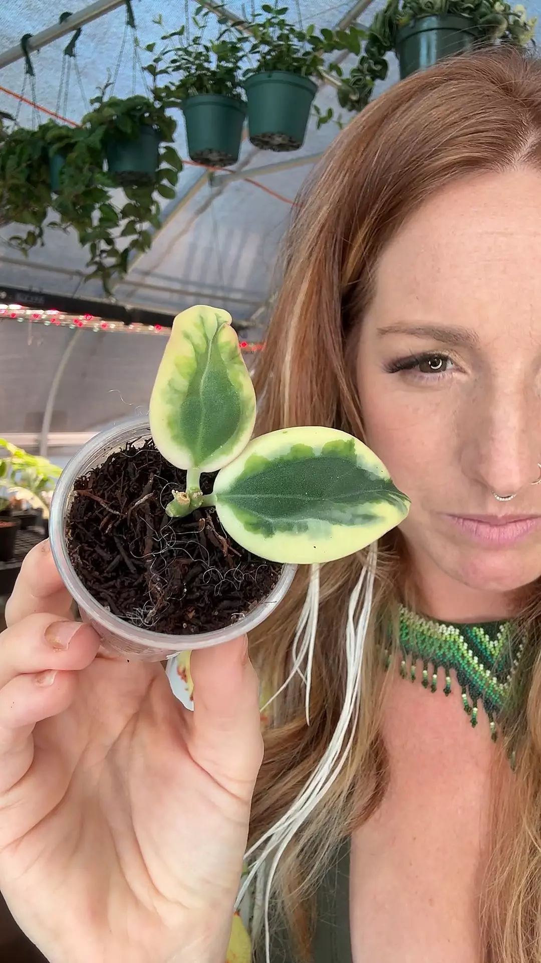 plant/PL8320: Hoya Emerald Frost-0