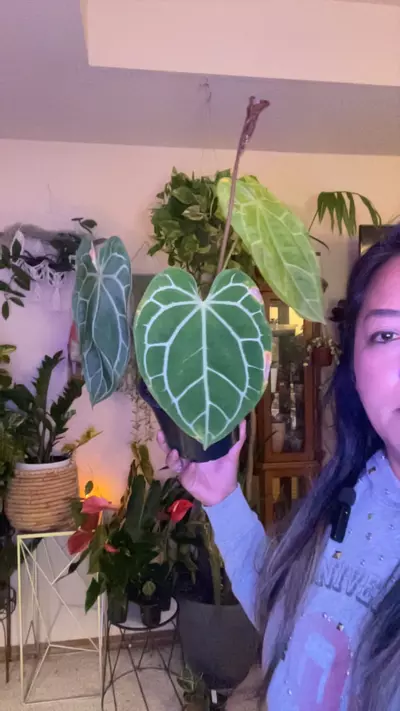 plant/Bess hybrid-0-thumbnail