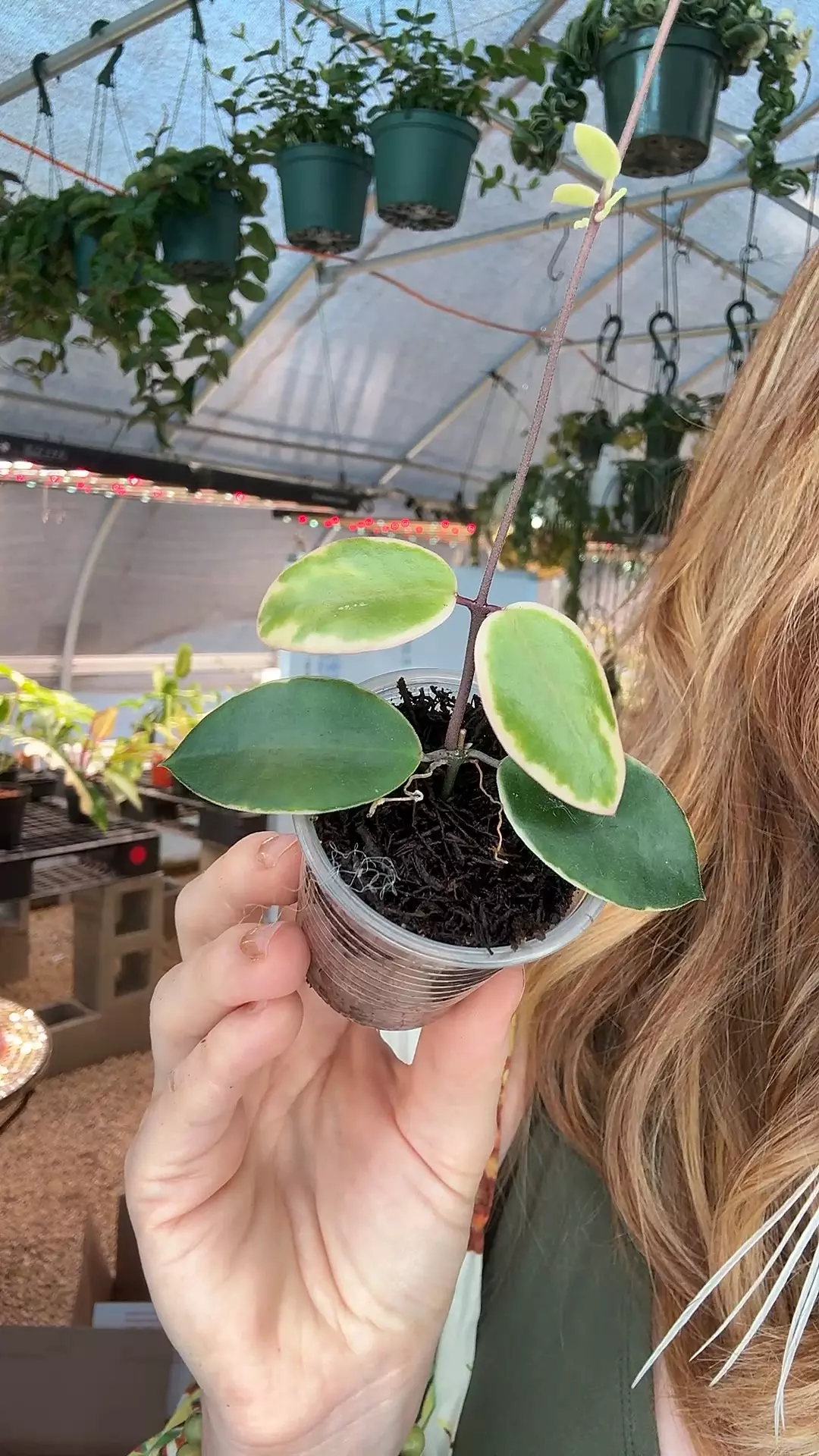 plant/PL8309: Hylophylla Albo-0